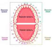 Číslovanie zubov v zubnom lekárstve: použité schémy
