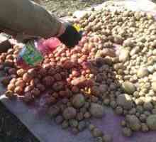 Spracovanie zemiakov pred výsadbou