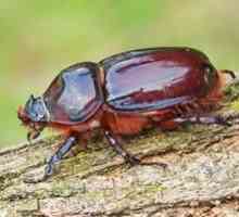 Životný štýl chrobáka nosorožca. Čo robí chrobák nosorožca?