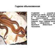 Obyčajná viper: popis s fotografiou, typy jedovatých zipsov