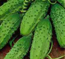 Cucumber `konkurent `: opis a charakterizácia odrody
