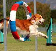 Olympijské hry pre psov. Táto agilnosť