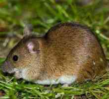 Nebezpečenstvo poľnej myši na zber. Metódy boja proti voles