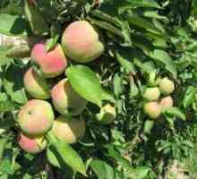 Popis a fotografie odrôd stĺpikových jabloní