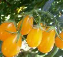 Popis a charakteristiky poklesu medu z paradajok