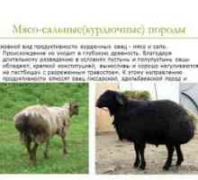 Opis mäsových plemien oviec v Rusku