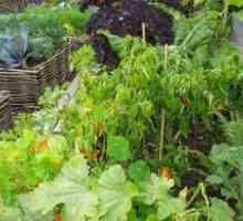 Popis zelenej zeleniny pre záhradu