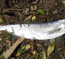 Popis rýb Chekhon: kde sa nachádza jeho biotop