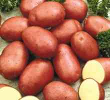 Opis rozmanitosti zemiakov šarlatovej