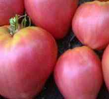 Popis odrody rajčiakov: jeho hlavné charakteristiky