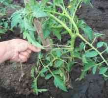 Popis odrôd paradajok, znaky kultivácie