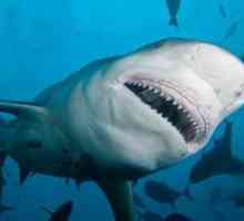 Opis trpaslíkov alebo žralokov hovädzieho dobytka: biotop a iné