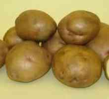 Popis, kultivácia a starostlivosť o odrodu zemiakov Žukovský