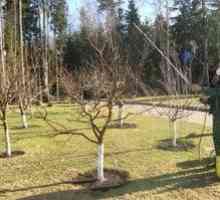 Striekanie ovocných stromov proti škodcom na jar