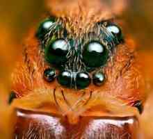 Orgány pohľadu pavúka a dôležitá otázka sú koľko očí majú
