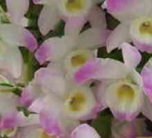 Orchidea dendrobium nobil (dendrobium nobile)