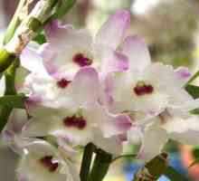 Orchidea dendrobium - starostlivosť o domáce zvieratá