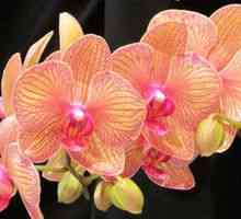 Phalaenopsis Orchid: domáca starostlivosť
