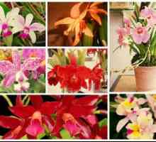 Orchid cattleya - starostlivosť doma