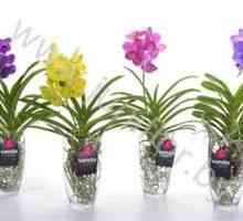 Orchid Vanda: Starostlivosť o kvetinu