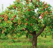Hlavné choroby jabloní a ako sa s nimi vyrovnať