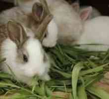 Hlavné príznaky kokcidiózy u kurčiat a králikov