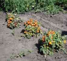 Základy pestovania paradajok: starostlivosť o paradajky po výsadbe