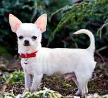 Charakteristika charakteru Chihuahua