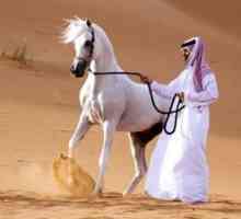 Vlastnosti koní plemena Arabský kôň