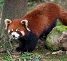 Vlastnosti malej alebo červenej (červenej) pandy