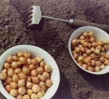 Vlastnosti prípravy cibule na pestovanie