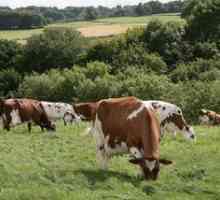 Vlastnosti plemena kráv Airshire