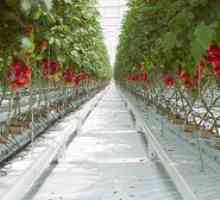 Vlastnosti výsadby a starostlivosti o paradajky v skleníku