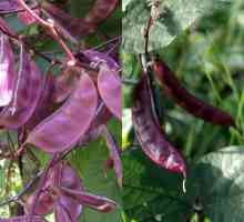 Vlastnosti výsadby a rastúcej fazule hyacintu