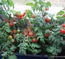 Zvláštnosti rastúcich domácich paradajok