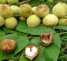 Vlastnosti pestovania a výsadby manchurianskej orechy