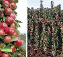 Vlastnosti kultivácie stonožky jabloní odrody Vasyugan