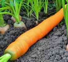Vlastnosti pestovania mrkvy v otvorenom teréne
