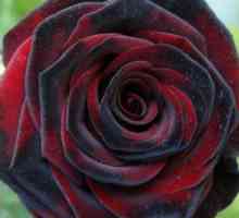 Znaky pestovania ruží "čierna mágia"