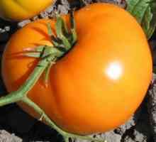 Domáce exotické: rajčiak rajčín, charakterizácia a opis odrody