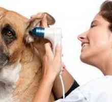 Otitis u psa ako na liečbu: alergický zápal stredného ucha