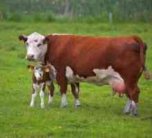 Chov kráv: príznaky, ako krava rodí
