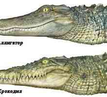 Rozdiel aligátora od krokodíla. Čo môže byť iné
