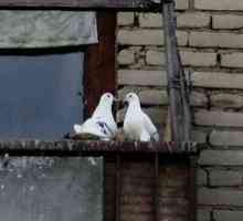 Vypustiť holuby z parapety a balkóna: spôsoby, ako