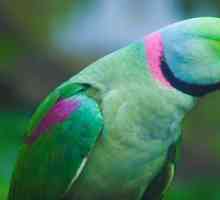 Parakeet alebo papagáj