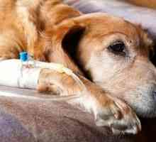 Pankreatitída u psov: príčiny, symptómy, liečba a prevencia