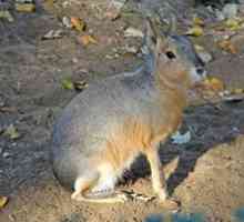 Patagonská Mara: zajac alebo mumps?
