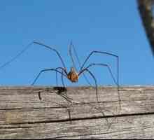 Spider Saymaker: popis pavúka s dlhými nohami
