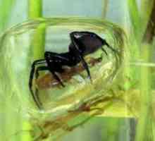 Spider-silverfish - neobvyklý vodný obyvateľ