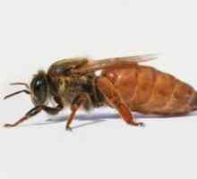Beefast včely: popis plemena, charakteristika druhov